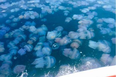 Нашествие медуз и вонючее море: туристы пожаловались на отдых в Кирилловке