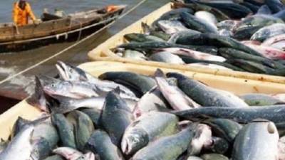 В Азовском море вылов рыбы увеличился на 26% - hubs.ua - Украина - Азовское Море
