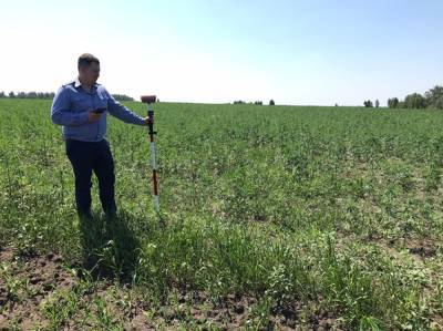 Специалисты Россельхознадзора нашли в Челябинской области поле с коноплей