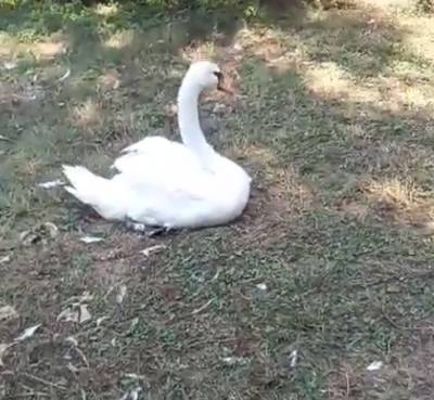 "О выпуске не может быть речи": Судьба самки лебедя из "Чистого озера" решена (видео)