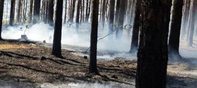Эксперт: в Карелии побит рекорд века по сгоревшим лесам