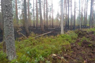 Пожар в Боровичском лесу тушили пять дней