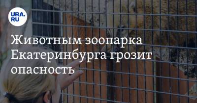 Животным зоопарка Екатеринбурга грозит опасность. Созвано экстренное совещание