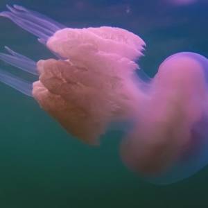 Жительница Бердянска показала удивительные снимки медуз под водой. Фото
