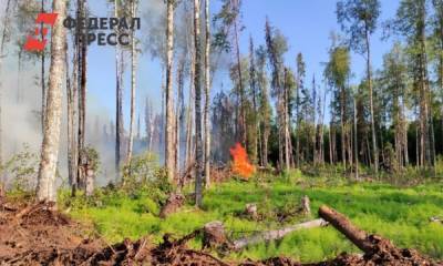 На Вологодчине растет площадь лесных пожаров: динамика