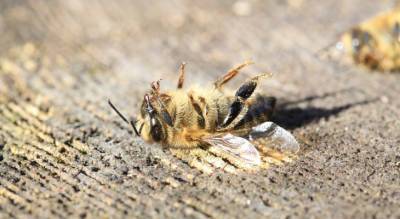 В Глазовском районе зафиксировали массовую гибель пчёл