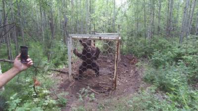 В лесу в Иркутской области люди обнаружили медведя запертого в клетку