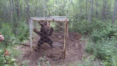 Медведя из браконьерской клетки освободили в Иркутской области
