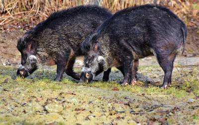 Дикие свиньи приносят климату больше вреда, чем автомобили - ученые - korrespondent.net - Украина
