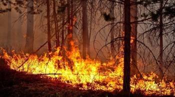 В Вологодской области лесные пожары тушат 300 человек