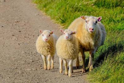 200 овец без документов задержали в Нижнем Новгороде
