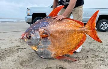 В США на пляже нашли редкую гигантскую рыбу