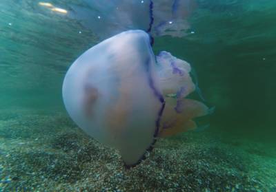 Медузы — тренд сезона: в Бердянске устроили подводную фотосессию морским жителям (ФОТО)
