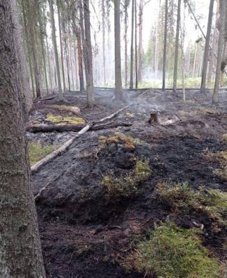 Неизвестные подожгли лес в заказнике «Кивипарк» в Выборгском районе