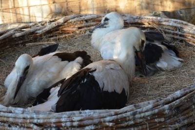 25 аистят, выпавших летом из гнезда, привезли в гдовский приют «Дом белого аиста»