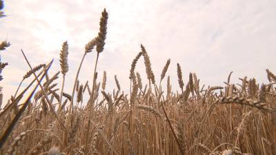 В Беларуси намолотили первые полмиллиона тонн зерна