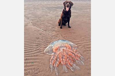 Гигантскую медузу размером с лабрадора нашли во время прогулки по пляжу