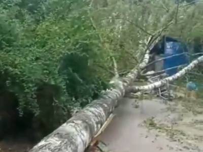 Рухнувшее дерево перекрыло въезд во двор дома в Московском районе