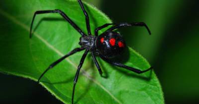 Живущие среди нас: топ-6 самых ядовитых пауков планеты
