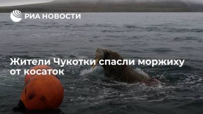 Жители поселка Провидения на Чукотке спасли моржиху, которая провела на суше почти сутки