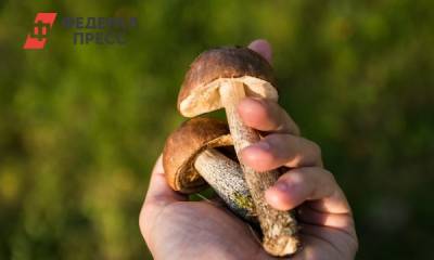 Миколог сообщил, когда в 2021 году идти в лес за грибами