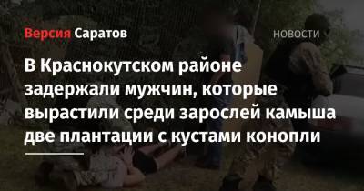 В Краснокутском районе задержали мужчин, которые вырастили среди зарослей камыша две плантации с кустами конопли