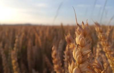 На ферме в Волгоградской области погиб подросток под 14 тоннами пшеницы
