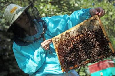Закон о пчеловодстве в Подмосковье выведет отрасль на новый уровень