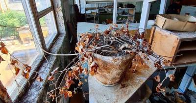 Калининградец спасает растения, оставленные в заброшенных домах