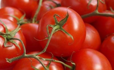 Россельхознадзор вводит временные ограничения на ввоз томатов из Ташкентской области Узбекистана