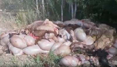 Жители Большой Каменки пожаловались на свалку останков баранов после Курбан-байрама