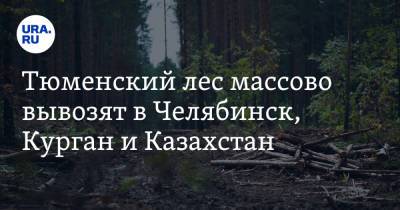 Тюменский лес массово вывозят в Челябинск, Курган и Казахстан. Видео