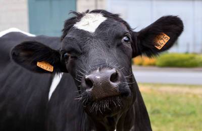 В Украине прекратили вырезать коров на фермах
