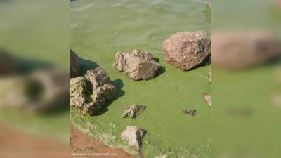 Сине-зеленые водоросли размножились в водоемах Петербурга из-за аномальной жары