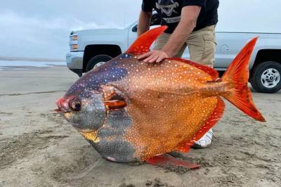 В США на берег выбросило 45-килограммовую «лунную» рыбу