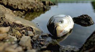 В Черкасской области зафиксирована массовая гибель рыбы
