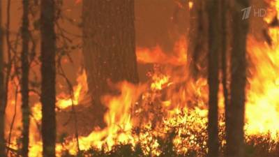 Глава МЧС находится в Карелии, где площадь лесных пожаров за сутки выросла в 1,5 раза