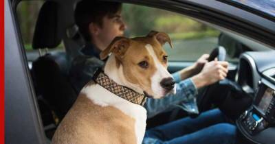 Автомобиль и питомец: 4 главных ошибки автовладельцев с собаками