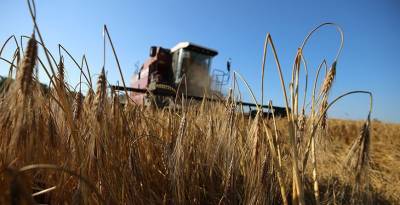 Массовая уборка зерновых стартовала в Беларуси