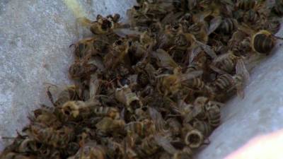 Вести. Эксперты назвали одну из причин массового мора пчел в Башкирии