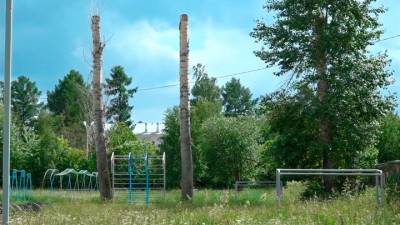Погода 24. В Екатеринбурге все тополя заменят на другие деревья