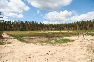 В Хабаровском районе незаконно вырубили лесных насаждений на 17 млн рублей