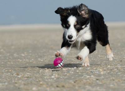 На пляж – с собакой: полезные советы