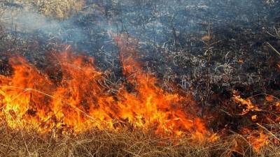 Трое спасателей пострадали при тушении пожаров в Карелии — репортаж