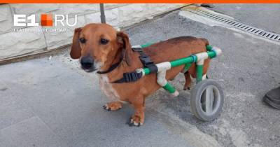 Уралец сделал коляску для своей парализованной таксы. Посмотрите, как радостно она на ней бегает
