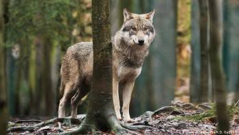 Волки начали искать встречи с вологжанами, дождь в регионе и долгожданный газ в Прилуках: обзор новостей дня