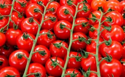 Россельхознадзор ввел запрет на ввоз томатов и перца из Ташкентской области