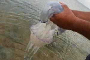 На Азовском море придумали, как уберечься от медуз