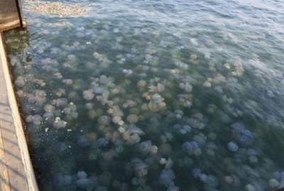 Почему медузы и блохи заполонили наше Черное море