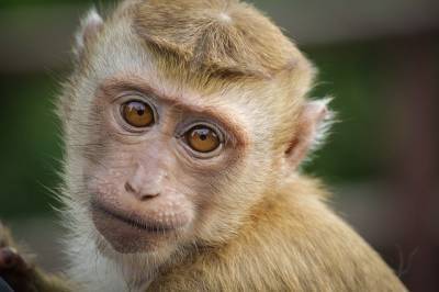 Ученые рассказали россиянам о риске заражения оспой обезьян